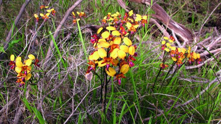 Picture of yellow orchids surrounded by greenery 